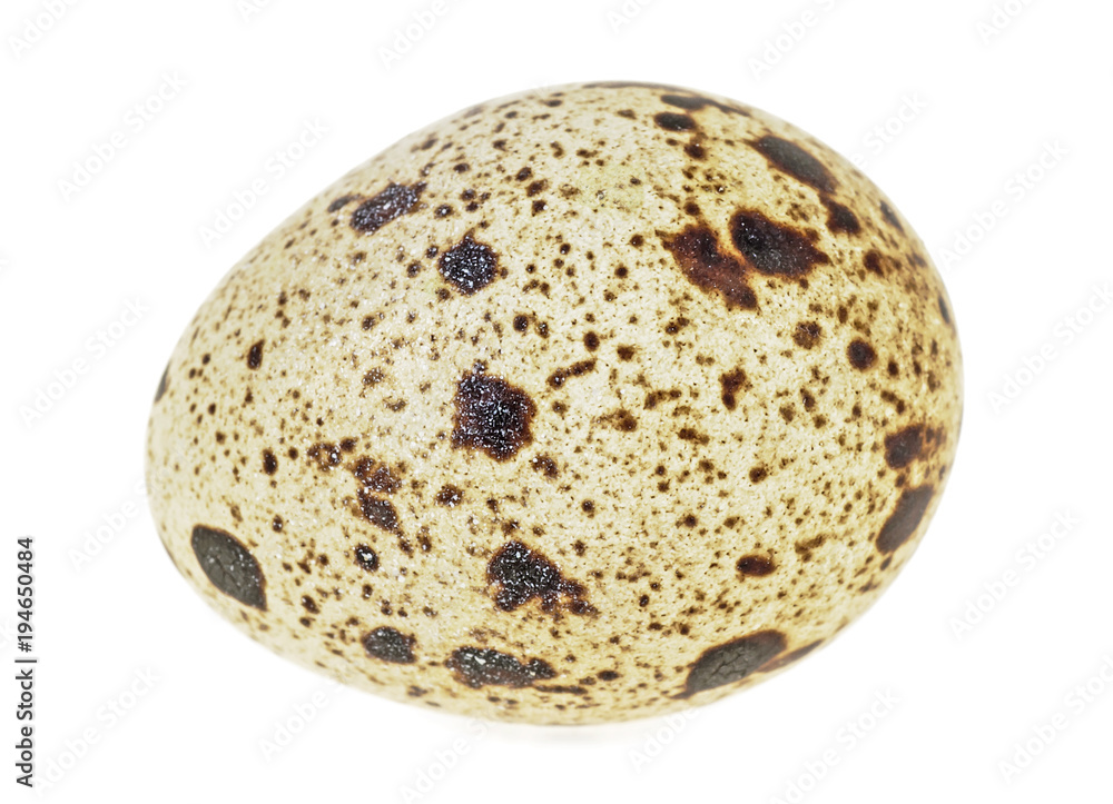 Single quail egg isolated over white background Single quail egg isolated over white background