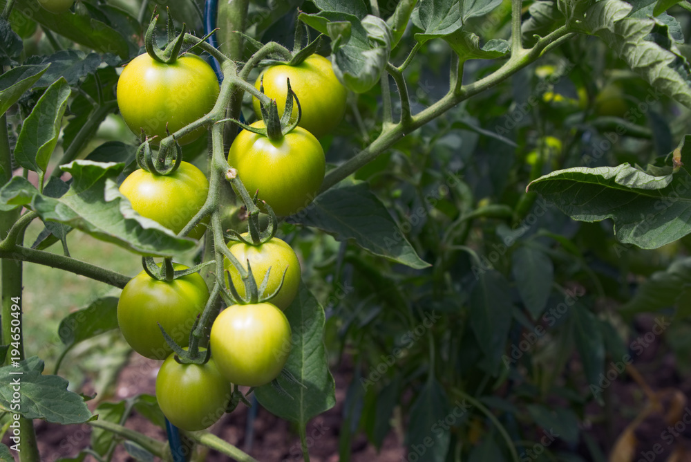 immature tomatoes in organic garden 