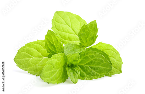 Fresh mint, melissa plant closeup isolated.