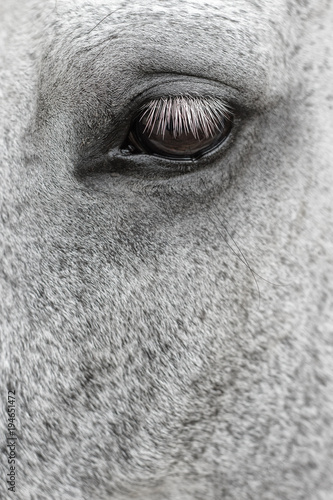 Horse,White,3