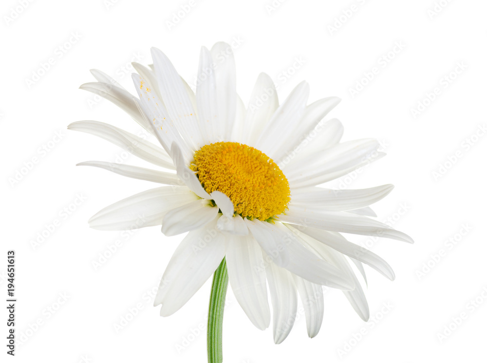 Obraz premium daisy flower isolated closeup