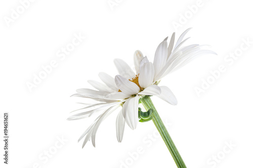 daisy flower isolated closeup