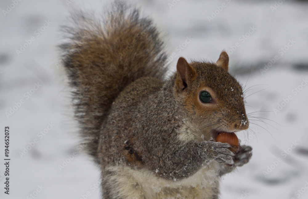 a cute gray squirrel eats a hazelnut offered by a visitor to the park a cute gray squirrel eats a hazelnut offered by a visitor to the park