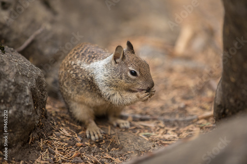 Squirrel,animal, © Hovhannes