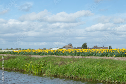 Blooming flower fields of white and yellow daffodils (also known as jonquils and narcissus) near the canal in the dutch countryside with houses in the background. photo