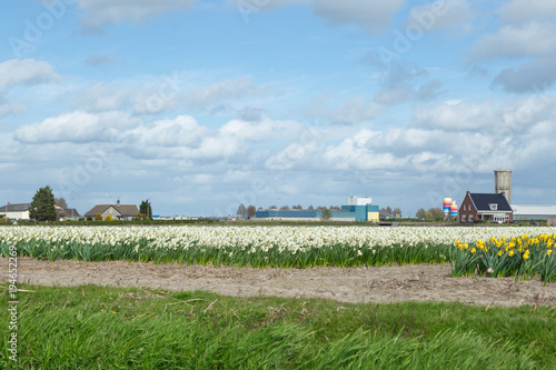 Blooming flower fields of white and yellow daffodils (also known as jonquils and narcissus) near the canal in the dutch countryside with houses in the background. photo