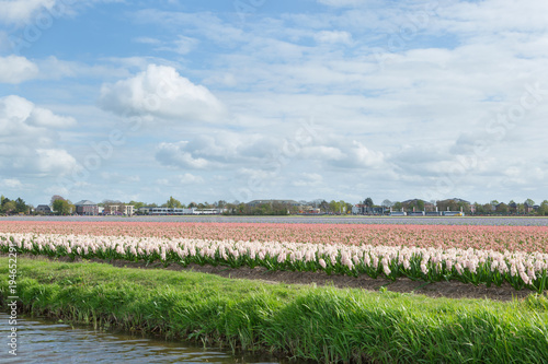 Blooming flower fields of white, blue and pink hyacinths near the canal in the dutch countryside. photo