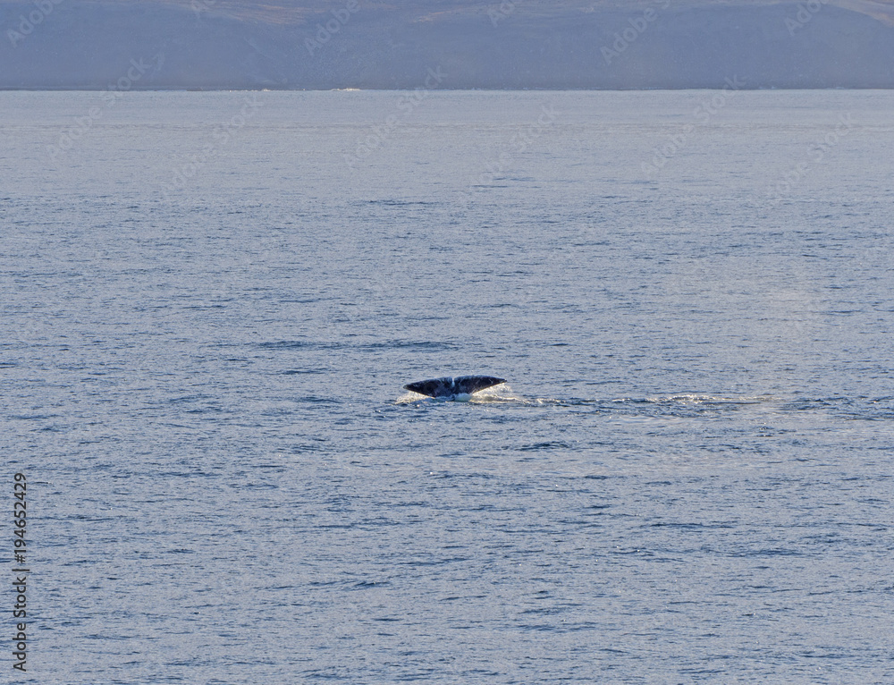 Obraz premium Bowhead whale flukes in the arctic