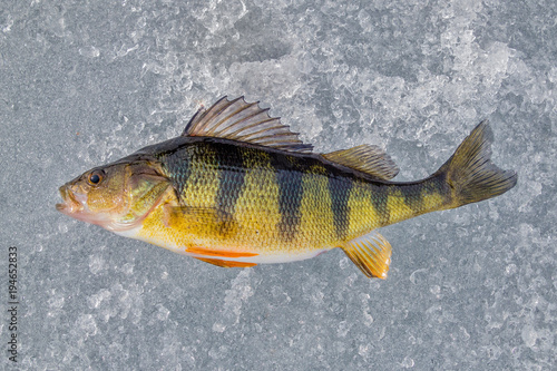 Yellow Perch on Ice