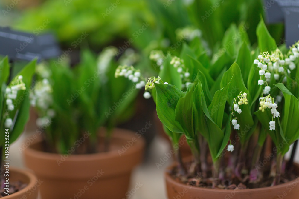Lily of the valley in a flower pot. Selective focus, spring concept