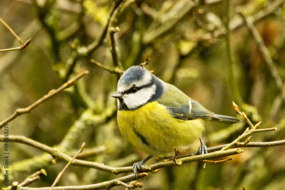 Blue Tit side view in hedge (Cyanistes caeruleus) Blue Tit side view in hedge (Cyanistes caeruleus)