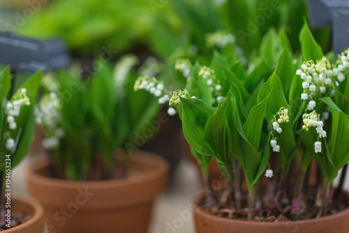 Fototapeta Naklejka Na Ścianę i Meble -  Lily of the valley in a flower pot. Selective focus, spring concept