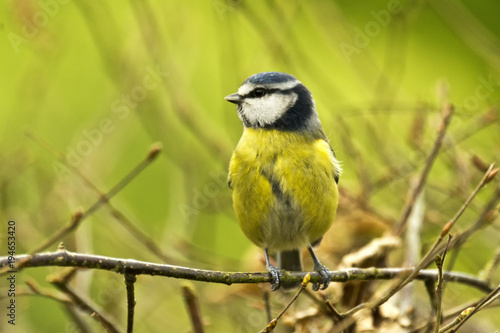 Blue Tit (Cyanistes caeruleus) perched on twig looking left