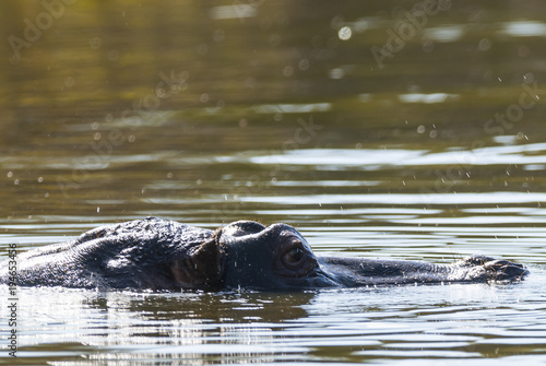 Hippopotamus, Kruger National Park