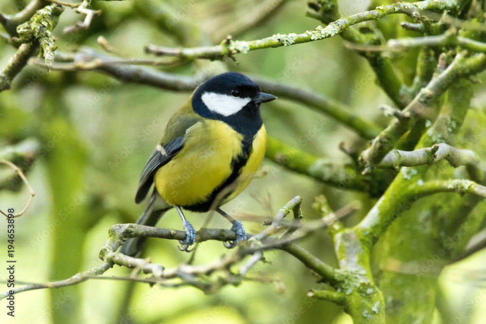 Great Tit on twig looking right