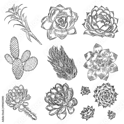 Black silhouettes cactus set. Hand drawn plants. Exotic floral sketch illustration collection. Different cactuses in monochrome style. Vector.
