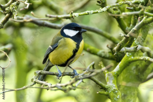 Great Tit on twig looking right
