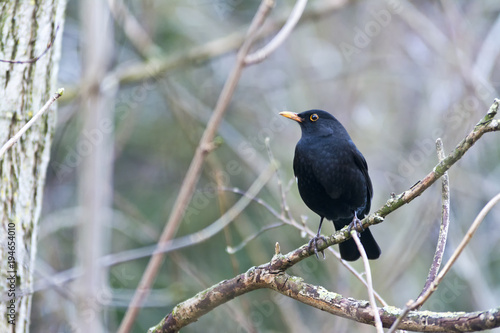 Blackbird (Turdus merula) Perched on a Branch