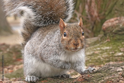A squirrel that is getting very close to the camera, and is lookng ery curious, taken in Boston Common.