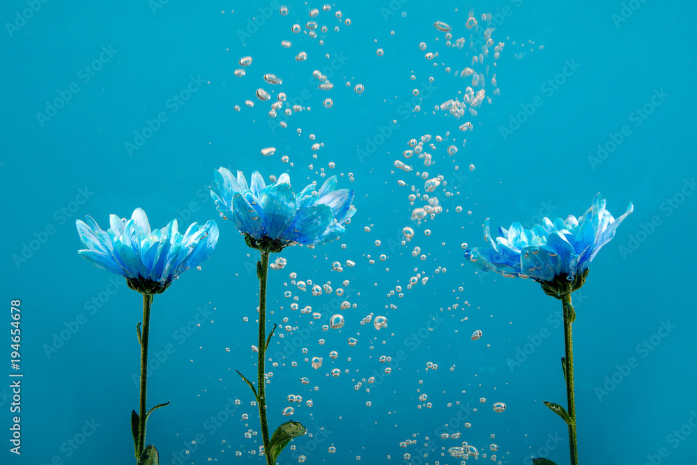 Flower Water Drops Bubbles Blue Background White Rose Aster Chrysanthemums Inside Under Stock Photo Adobe Stock Flower Water Drops Bubbles Blue Background White Rose Aster Chrysanthemums Inside Under Stock Photo Adobe Stock