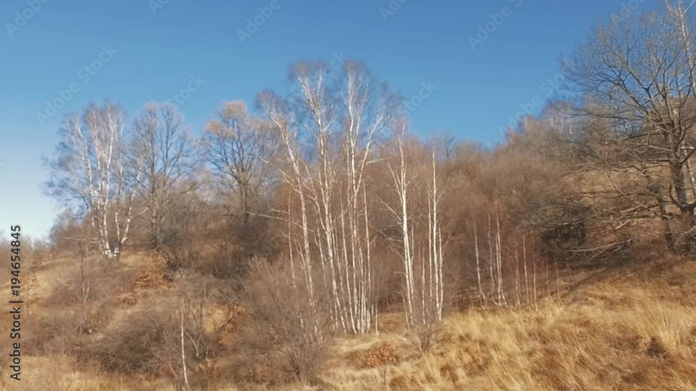 Mountain Forest Mountain Forest