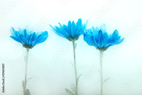 flower water blue background white aster chrysanthemums inside under paints acrylic © NataliAlba