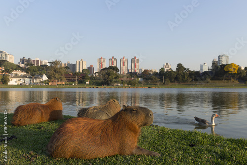 Vászonkép Barigui Park in Curitiba.