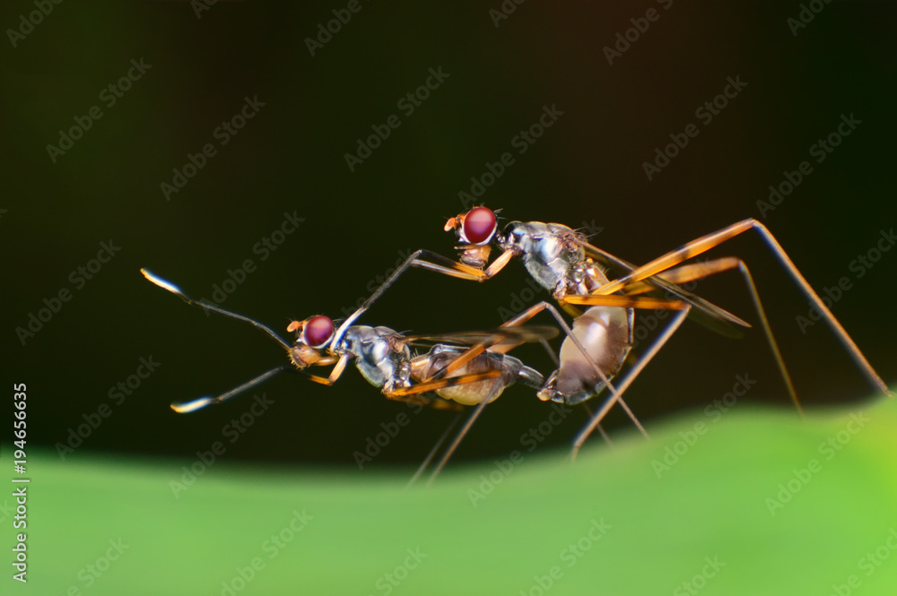 Longlegged flies love The Micropezidae, Stilt Legged Flies mating on a