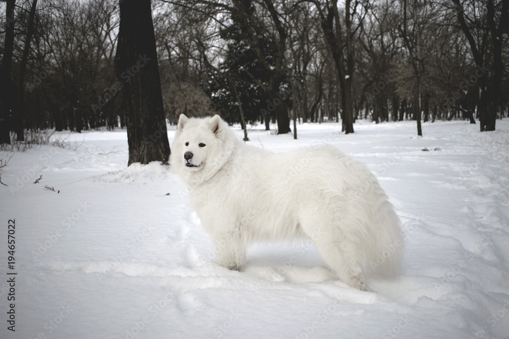 Obraz premium beautiful samoyed in a snow-covered park in the background of a black winter trees. the most beautiful animals. White fluffy dog