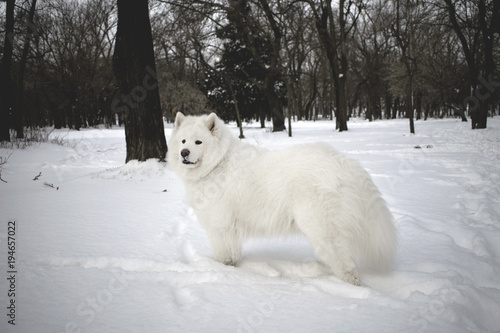 beautiful samoyed in a snow-covered park in the background of a black winter trees. the most beautiful animals. White fluffy dog