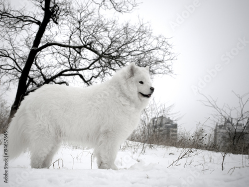beautiful samoyed in a snow-covered field in the background of a black winter tree. the most beautiful animals. White fluffy dog