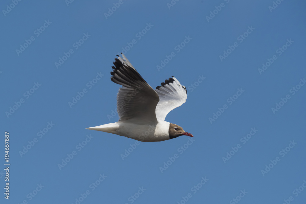 Obraz premium Brown hooded gull, Patagonia