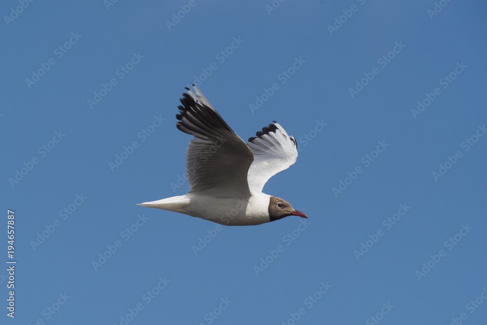 Brown hooded gull, Patagonia