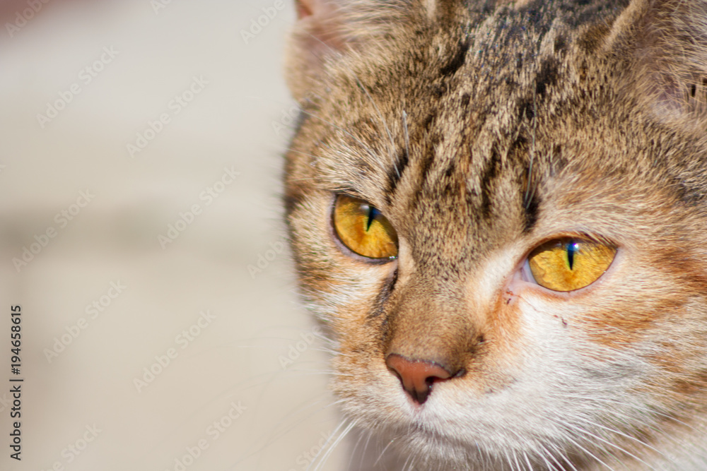 macro head of a small cat macro head of a small cat