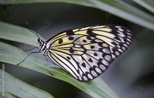 Paper kite butterfly closeup on green leaf © gdvcom