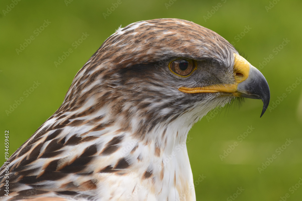 Headshot of a Saker Falcon (Falco Cherrug) Headshot of a Saker Falcon (Falco Cherrug)