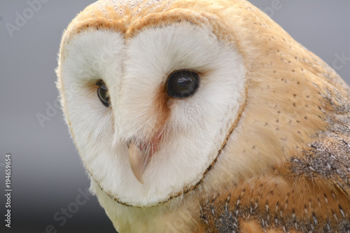 Head shot of a Barn Owl (Tyto alba)