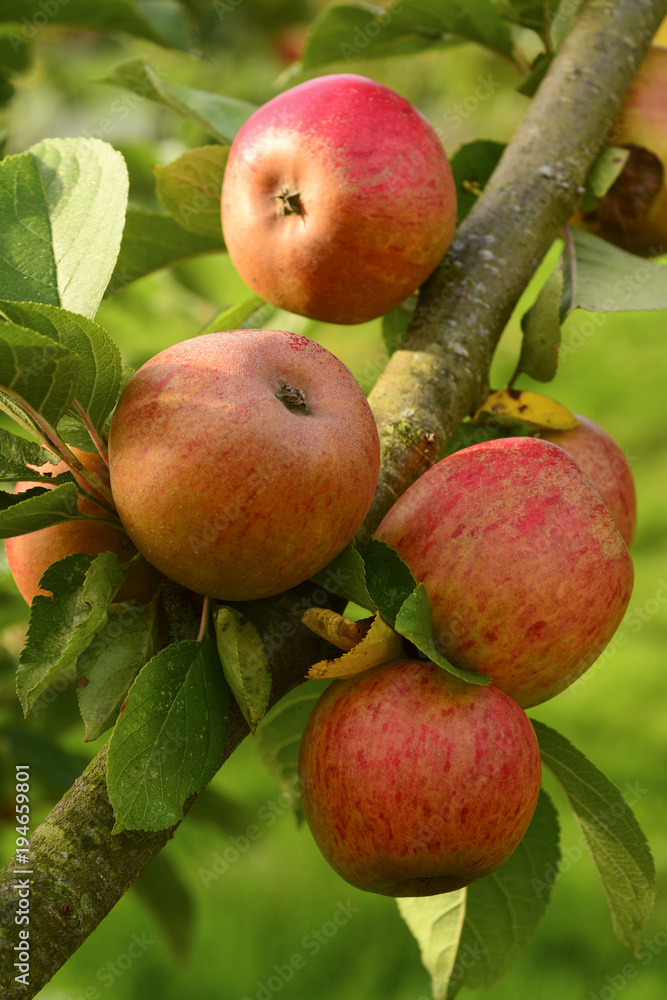 Apples on a tree branch in an orchard