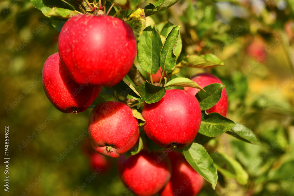 Bright Red Apples on a tree branch