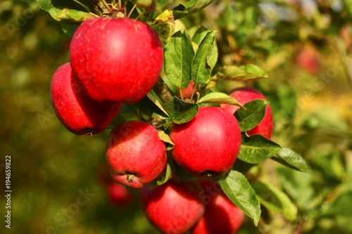 Bright Red Apples on a tree branch