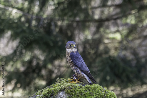 American kestrel
