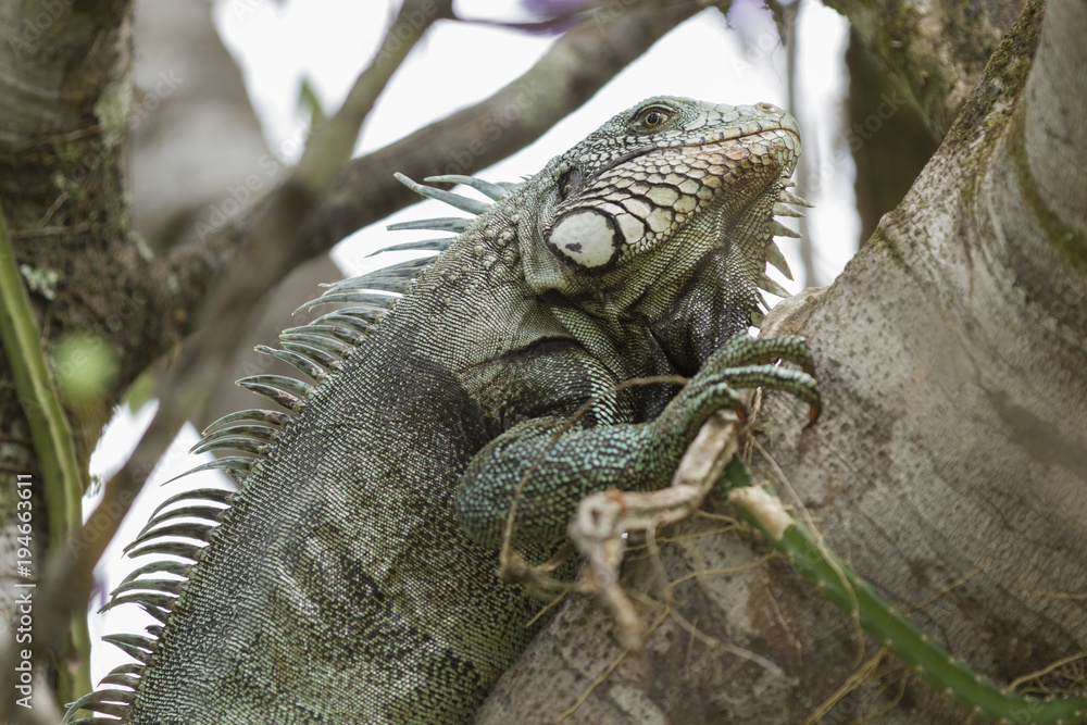 Fototapeta premium Iguana in Canaima National Park.