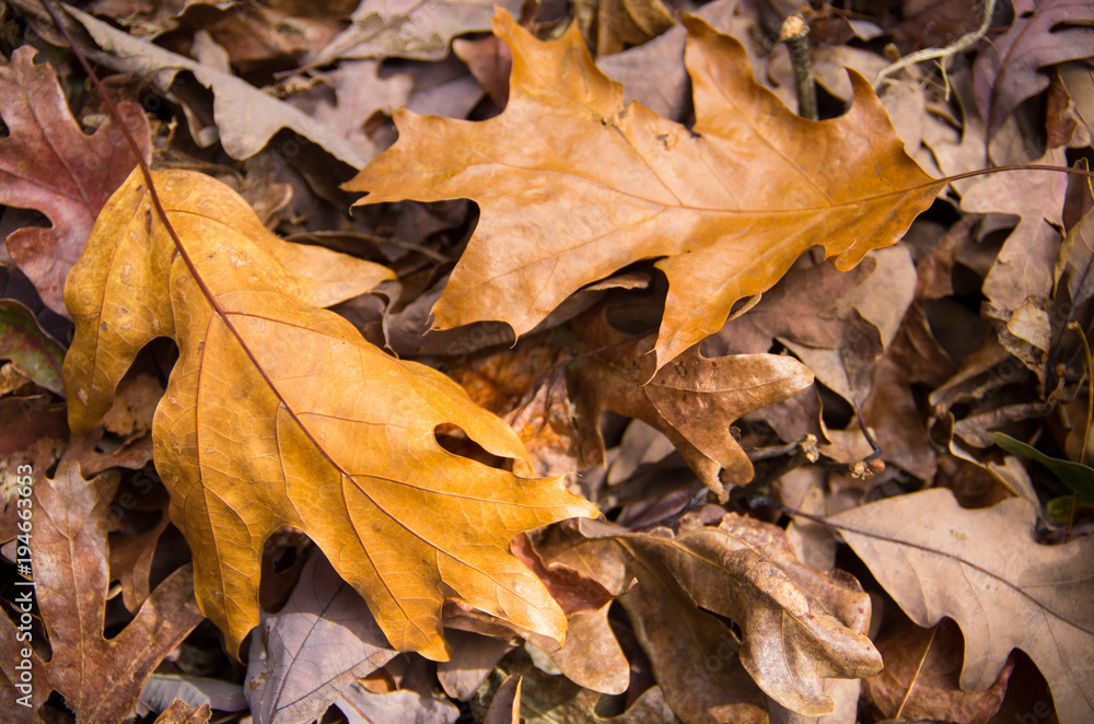 Two Golden Brown Oak Leaves on Leaf Covered Ground Two Golden Brown Oak Leaves on Leaf Covered Ground
