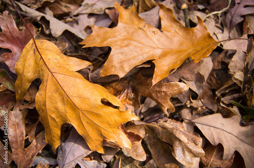 Two Golden Brown Oak Leaves on Leaf Covered Ground