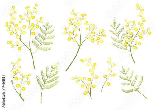 Mimosa flower spring clip art isolated on white