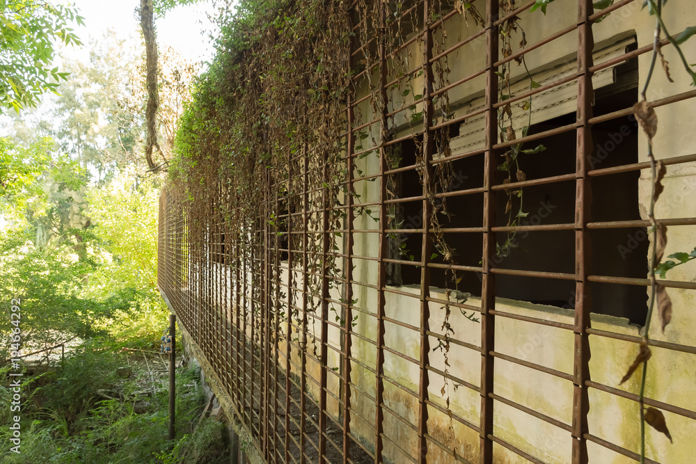 Persianas de alambrado enredado de plantas de un balcón de un hotel abandonado Persianas de alambrado enredado de plantas de un balcón de un hotel abandonado