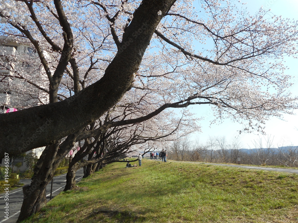 桜並木（多摩川沿いの土手）