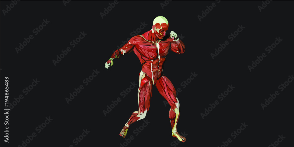 Human Body Anatomy Illustration With Visible Muscles and Tendons