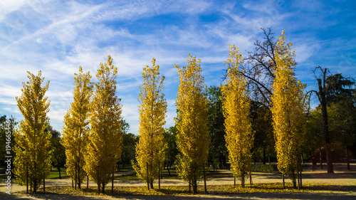 Fototapeta Naklejka Na Ścianę i Meble -  Jesień