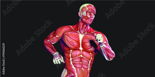 Human Body Anatomy Illustration With Visible Muscles and Tendons